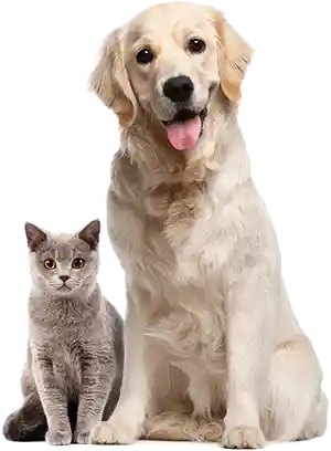 About pets